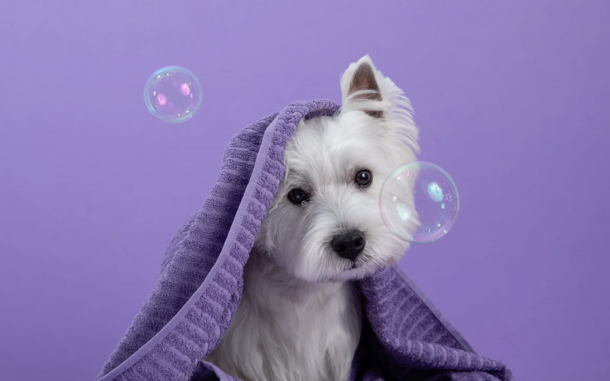 Чистые лапки – счастливый хвост