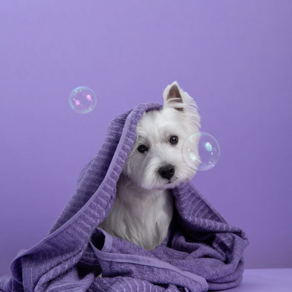 Чистые лапки – счастливый хвост