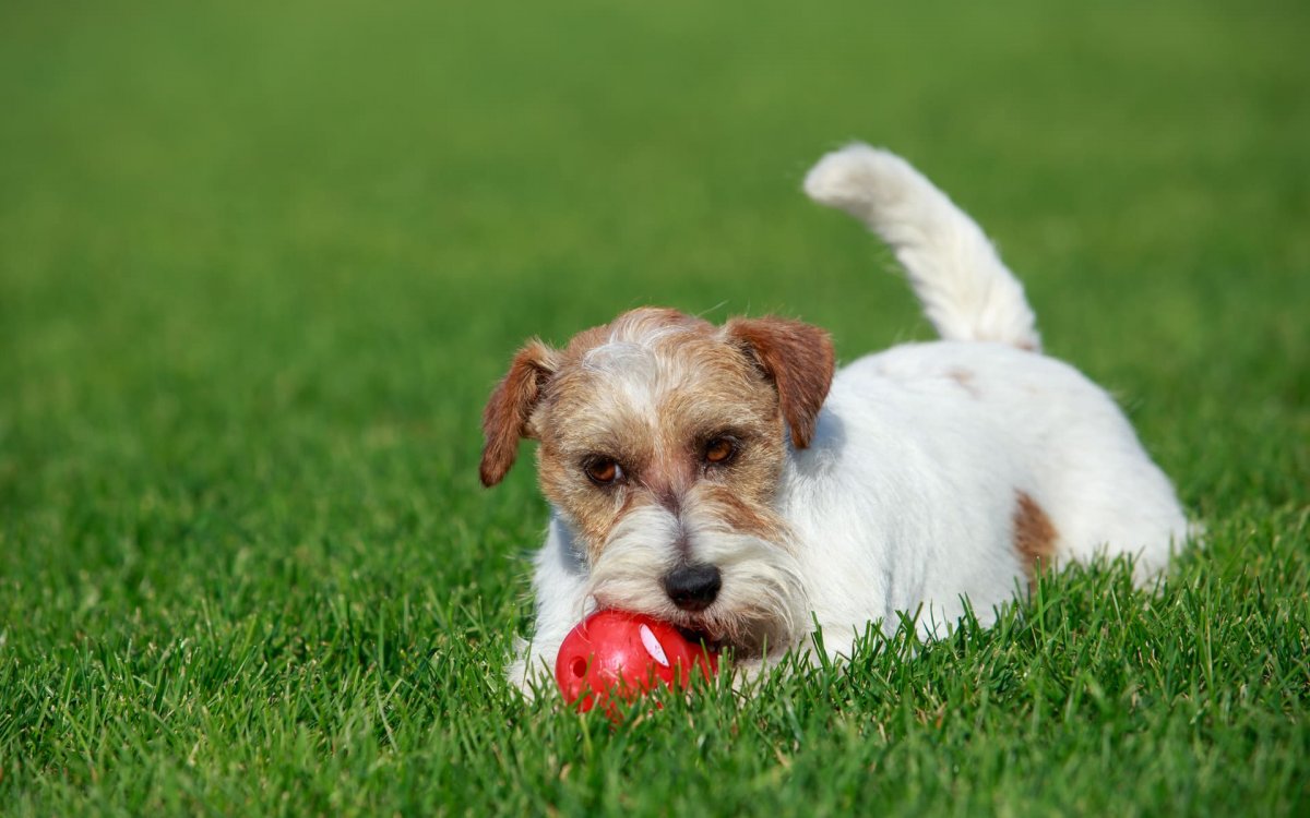 Площадка для выгула собак и лапомойка