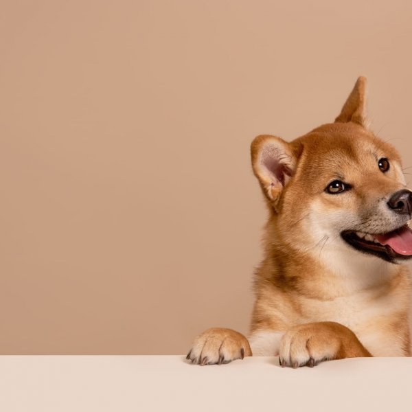 Не собачья жизнь