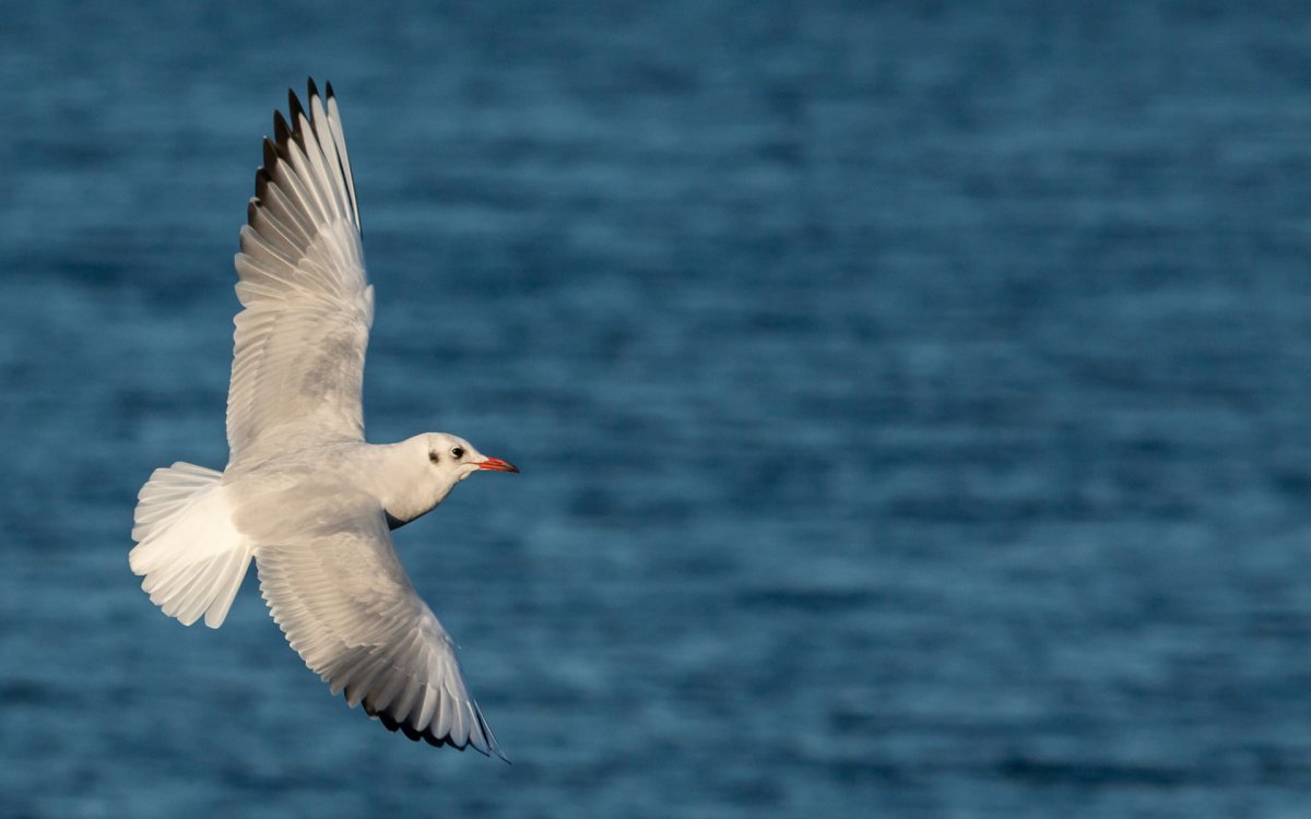 Потрясающие пейзажи: открытая перспектива и панорама реки