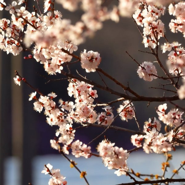 Живописный двор 