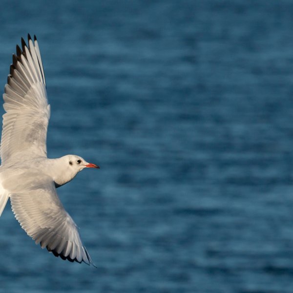 Потрясающие пейзажи: открытая перспектива и панорама реки